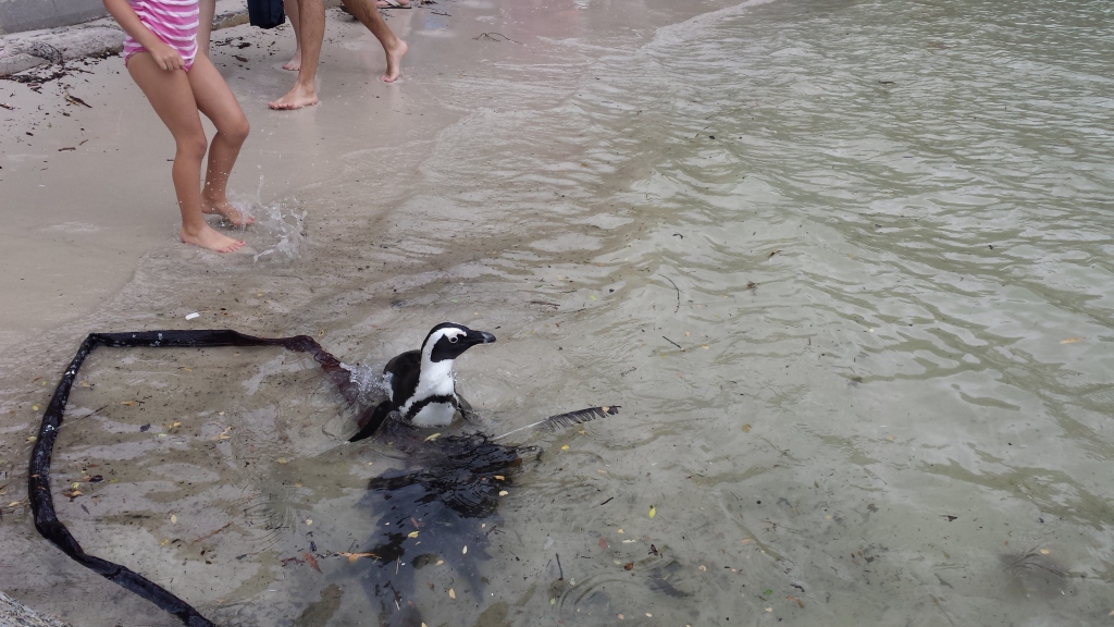 African-penguin