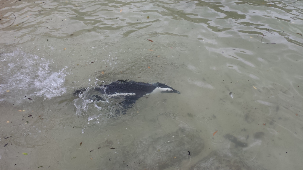 african-penguin-capetown