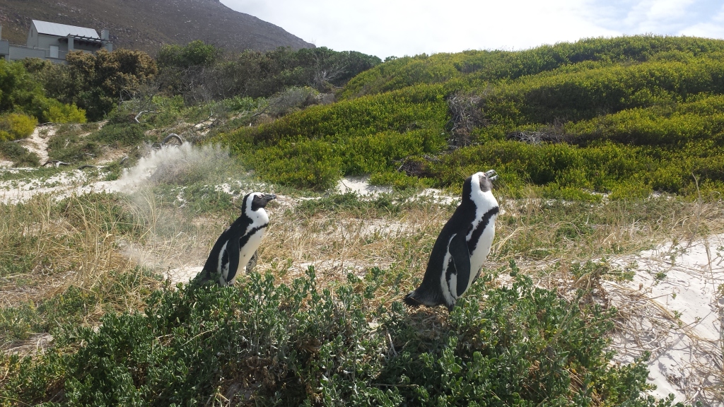 African-penguins-simons-town