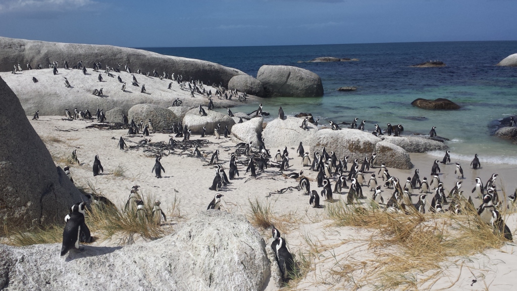 African-penguins-boulders-beach