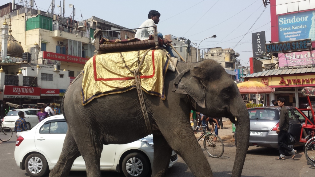 elephant-delhi